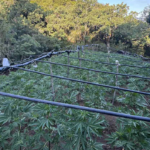 Η ΕΛΑΣ ξήλωσε τεράστια φυτεία κάνναβης με 1.383 δενδρύλλια στα Καμμένα Βούρλα, πάνω από 2 εκατ. ευρώ τα προσδοκόμενα κέρδη