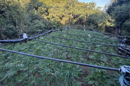 Η ΕΛΑΣ ξήλωσε τεράστια φυτεία κάνναβης με 1.383 δενδρύλλια στα Καμμένα Βούρλα, πάνω από 2 εκατ. ευρώ τα προσδοκόμενα κέρδη