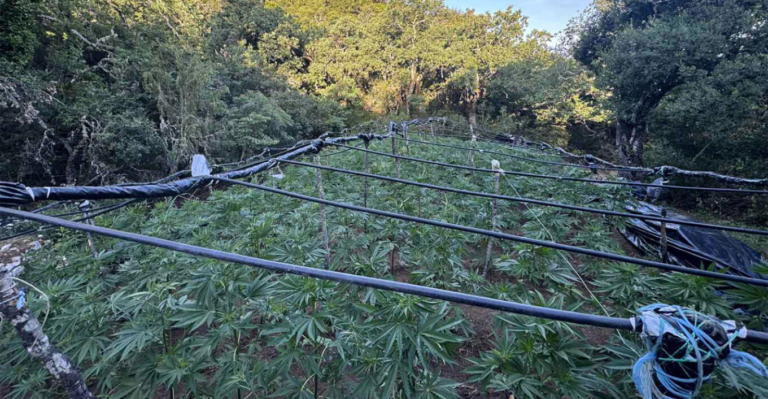 Η ΕΛΑΣ ξήλωσε τεράστια φυτεία κάνναβης με 1.383 δενδρύλλια στα Καμμένα Βούρλα, πάνω από 2 εκατ. ευρώ τα προσδοκόμενα κέρδη