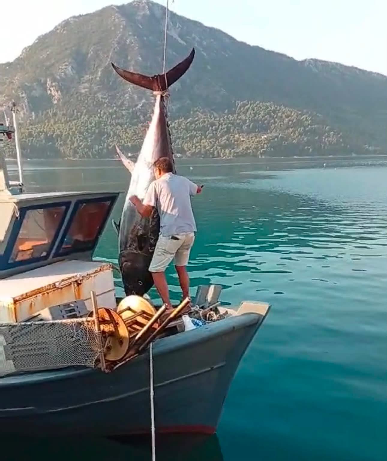 Στο Μύτικα τόνος 400 κιλών που αλιεύτηκε στο Ιόνιο (Φωτο – Βίντεο)