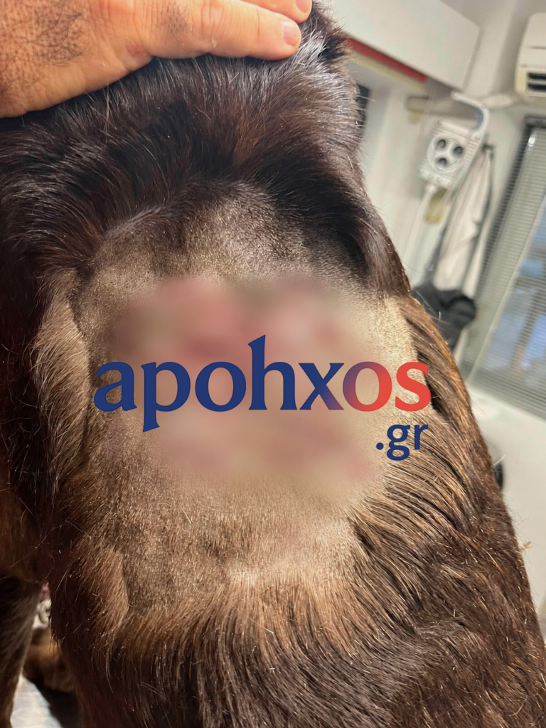 Άγνωστοι πυροβόλησαν σκυλί σε αυλή σπιτιού – Πάνω από 45 σκάγια στο σώμα του