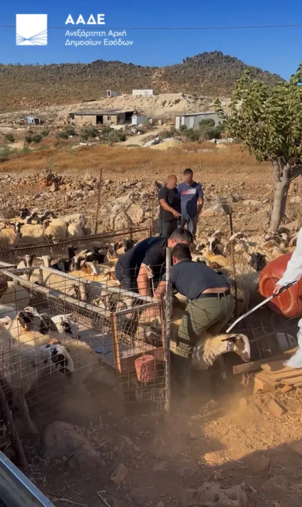 Κρήτη: Μαζικός έλεγχος της ΑΑΔΕ σε 195 κτηνοτρόφους – 120 δεν προσήλθαν και χάνουν τις επιδοτήσεις