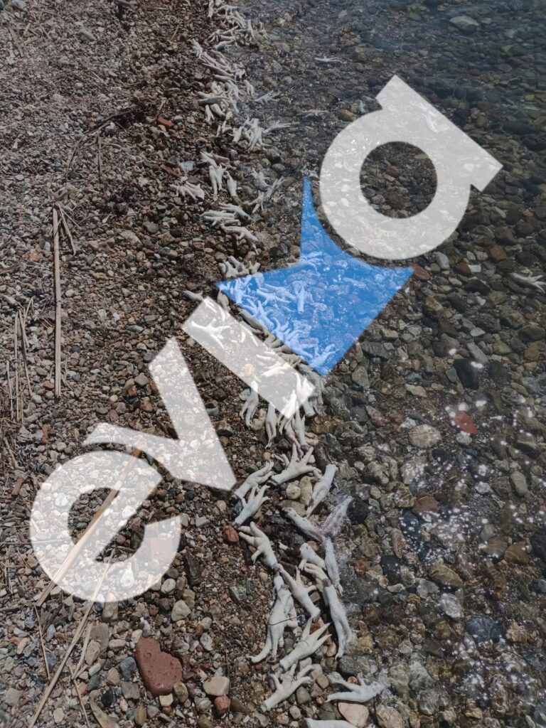 Σοκ στην Εύβοια: Χιλιάδες πόδια πουλερικών ξεβράζονται σε ακτή
