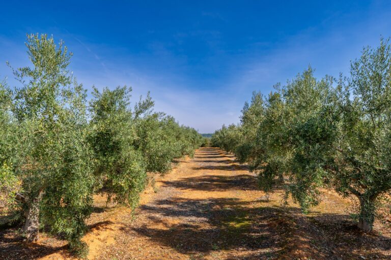 ΥΠΑΑΤ: Παράταση για την υποχρεωτική δήλωση συγκομιδής ελαιοκάρπου – Αναβολή των κυρώσεων