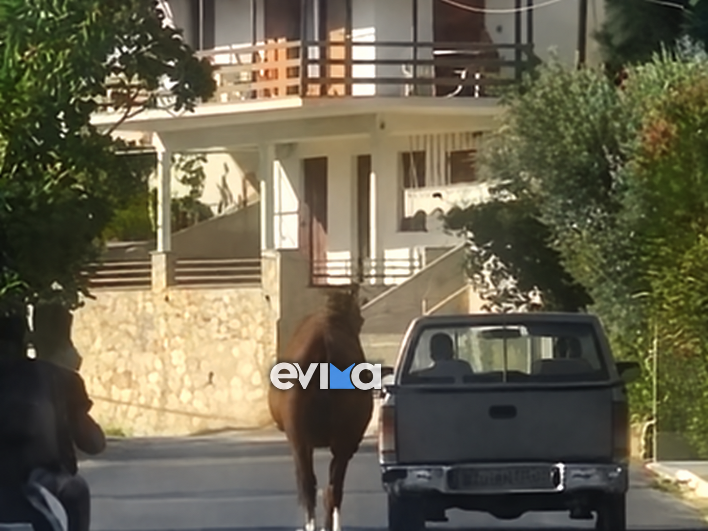 Σοκ στην Εύβοια: Έδεσε τραυματισμένο άλογο στην καρότσα και το έσερνε στον δρόμο – Βίντεο προκαλεί οργή