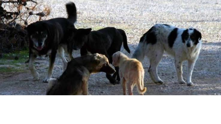 Τρόμος στο Αγρίνιο: Σοκαριστική επίθεση από αγέλη αδέσποτων σκύλων σε μητέρα