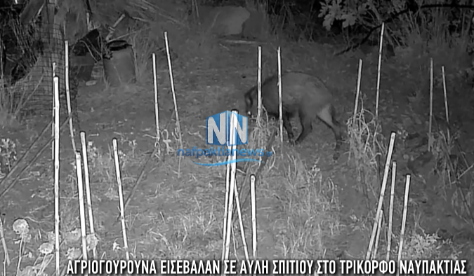 Ναυπακτία: Αγριογούρουνα «εισέβαλαν» σε αυλή σπιτιού στο Τρίκορφο – Έντρομοι οι κάτοικοι (Βίντεο)